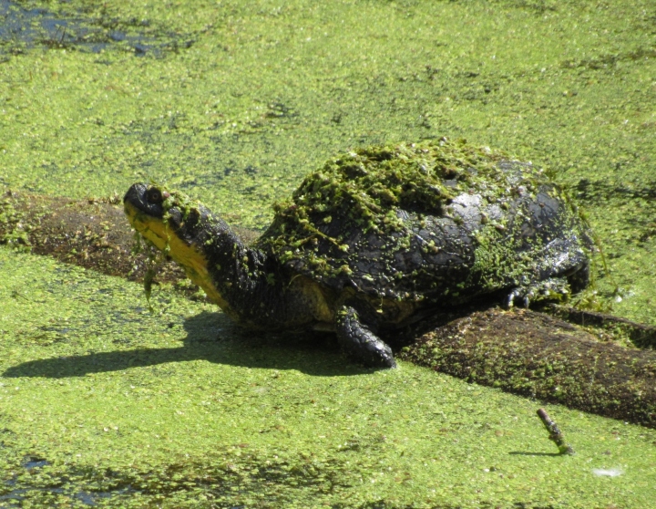 Blanding's Turtle